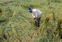 Photo of वर्षा और ओलावृष्टि से बिहार-हरियाणा में फसलों को भारी नुकसान