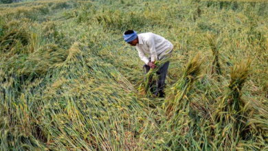 Photo of वर्षा और ओलावृष्टि से बिहार-हरियाणा में फसलों को भारी नुकसान