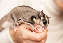 Photo of वैज्ञानिकों की इस खोज से दुनिया हैरान, यहां मिला रहस्यमयी जीव