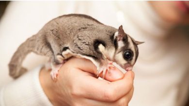 Photo of वैज्ञानिकों की इस खोज से दुनिया हैरान, यहां मिला रहस्यमयी जीव