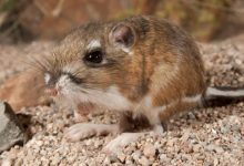 Photo of दुनिया का ऐसा जीव, जो पानी पीते ही मर जाता है, जानिए इससे जुड़ी रोचक बातें