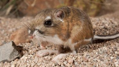 Photo of दुनिया का ऐसा जीव, जो पानी पीते ही मर जाता है, जानिए इससे जुड़ी रोचक बातें