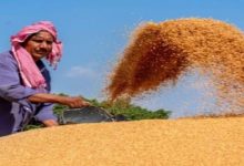 Photo of मोहन सरकार का बड़ा फैसलाः गेहूं उपार्जन की तारीख बढ़ाकर किसानों को दी खुशखबरी
