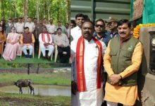 Photo of 150 साल बाद कान्हा में लौटा जंगली भैंसा, सीएम ने कहा-मजबूत होगा ईको-सिस्टम