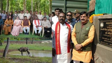 Photo of 150 साल बाद कान्हा में लौटा जंगली भैंसा, सीएम ने कहा-मजबूत होगा ईको-सिस्टम