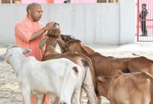 Photo of देश में यूपी नंबर वन: योगी सरकार में बढ़ा 40 फीसदी दुग्ध उत्पादन, बड़ी ताकत बनीं ग्रामीण महिलाएं