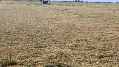 Photo of पंजाब में पश्चिमी विक्षोभ सक्रिय: आज से दो दिन ओलावृष्टि के साथ बारिश का अलर्ट