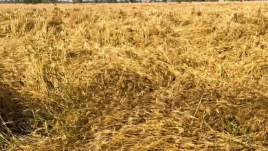 Photo of पंजाब में ऑरेंज अलर्ट: बारिश-ओलावृष्टि से किसानों की चिंताएं बढ़ीं