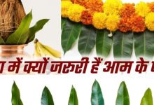 Photo of आम के पत्तों के बिना क्यों अधूरा है हर मांगलिक कार्य