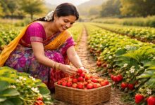 Photo of स्ट्राबेरी हुई लाल, चेरी जून-जुलाई में बदलेगी रंग, कश्मीर की चेरी की देश-विदेश में भारी डिमांड