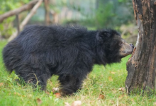 Photo of संरक्षण केंद्र में सबसे उम्रदराज भालू चमेली का निधन, 35 साल बाद थमा जिंदगी का सफर