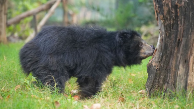 Photo of संरक्षण केंद्र में सबसे उम्रदराज भालू चमेली का निधन, 35 साल बाद थमा जिंदगी का सफर