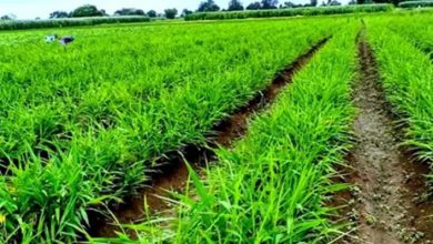 Photo of खेती में आएगी नई क्रांति: न्यूजीलैंड की मॉडर्न तकनीक से लैस होंगे किसान