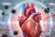 Photo of वैज्ञानिकों ने बताया कैसे दिल का ‘मैकेनिकल लोड’ रोकता है जानलेवा ट्यूमर