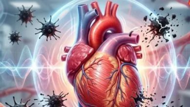Photo of वैज्ञानिकों ने बताया कैसे दिल का ‘मैकेनिकल लोड’ रोकता है जानलेवा ट्यूमर