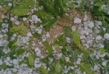 Photo of MP: बेमौसम बारिश और ओलावृष्टि ने किसानों की खड़ी फसलों को पहुंचाया नुकसान