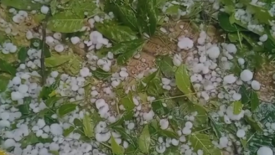 Photo of MP: बेमौसम बारिश और ओलावृष्टि ने किसानों की खड़ी फसलों को पहुंचाया नुकसान