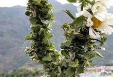 Photo of Uttarakhand: पहली बार बद्री तुलसी की होगी व्यावसायिक खेती