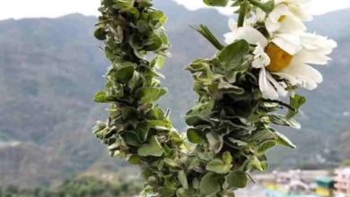 Photo of Uttarakhand: पहली बार बद्री तुलसी की होगी व्यावसायिक खेती