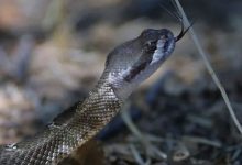 Photo of केरल में क्यों बढ़ रहे हैं सांप काटने के मामले? 6 लोगों की मौत