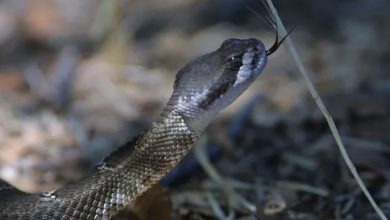 Photo of केरल में क्यों बढ़ रहे हैं सांप काटने के मामले? 6 लोगों की मौत
