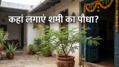 Photo of शनिदेव पल भर में होंगे मेहरबान! घर की इस दिशा में लगाएं शमी का पौधा