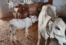 Photo of UP: गाय के गोबर से बनेंगे लट्ठे, लकड़ी की जगह ईंधन का बनेंगे विकल्प