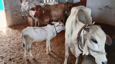 Photo of UP: गाय के गोबर से बनेंगे लट्ठे, लकड़ी की जगह ईंधन का बनेंगे विकल्प