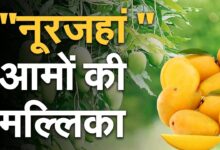 Photo of ‘नूरजहां’ का मजा लेना आसान नहीं , 1 आम भर देगा आपके पूरे परिवार का पेट !