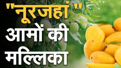 Photo of ‘नूरजहां’ का मजा लेना आसान नहीं , 1 आम भर देगा आपके पूरे परिवार का पेट !