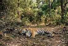 Photo of कैनाइन डिस्टेंपर वायरस का खतरा बढ़ने पर उत्तर प्रदेश, राजस्थान और उत्तराखंड में हाई अलर्ट