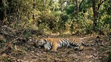 Photo of कैनाइन डिस्टेंपर वायरस का खतरा बढ़ने पर उत्तर प्रदेश, राजस्थान और उत्तराखंड में हाई अलर्ट