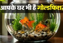 Photo of घर में गोल्डफिश रखने के क्या फायदे हैं? जानिए वास्तु शास्त्र में क्या है इसकी मान्यता