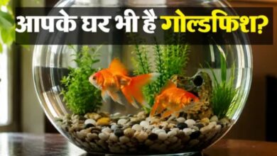 Photo of घर में गोल्डफिश रखने के क्या फायदे हैं? जानिए वास्तु शास्त्र में क्या है इसकी मान्यता