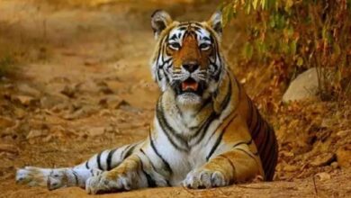 Photo of अवैध शिकार के कारण हो रही बाघों की मौत