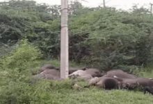 Photo of करनाल में दर्दनाक हादसा: करंट लगने से 20 भैंसों और 1 कटड़े की मौत