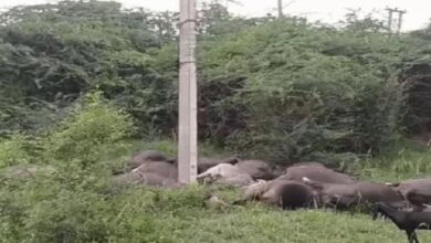 Photo of करनाल में दर्दनाक हादसा: करंट लगने से 20 भैंसों और 1 कटड़े की मौत