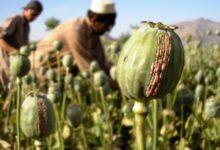 Photo of अफगानिस्तान में ‘अफीम संकट’… 95% तक घट गई खेती