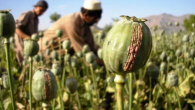 Photo of अफगानिस्तान में ‘अफीम संकट’… 95% तक घट गई खेती