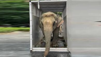 Photo of इलाज के लिए वंतारा पहुंची हथनी ‘जायमोती’