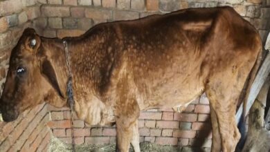 Photo of उत्तराखंड: प्रदेश में लंपी रोग की दस्तक, 21 सैंपल पॉजिटिव, 635 संदिग्ध मामले