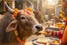 Photo of धनतेरस पर गाय को पहला निवाला खिलाना क्यों माना गया है सबसे बड़ा उपाय?