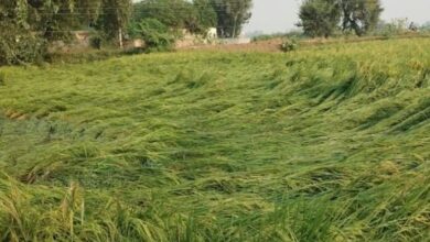 Photo of पंजाब में पांच डिग्री गिरा पारा: बारिश-ओलावृष्टि से बढ़ी ठंड, खेतों में बिछी फसल